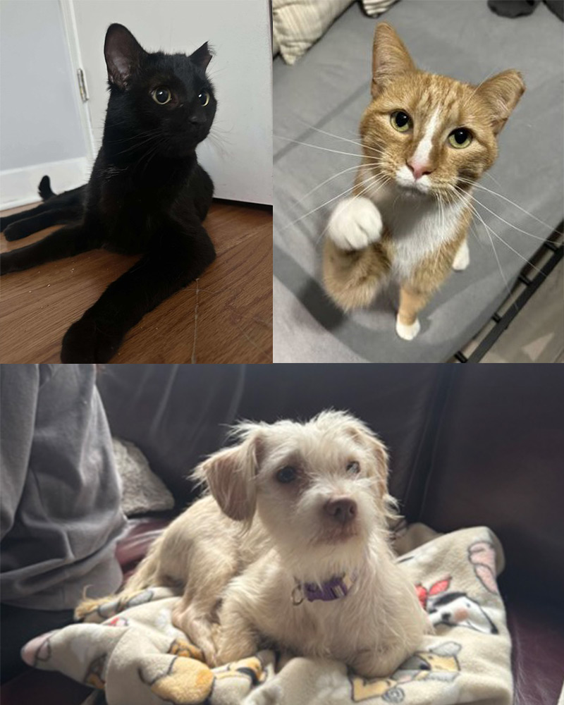 Picture collage of rescued cats and dog looking towards camera